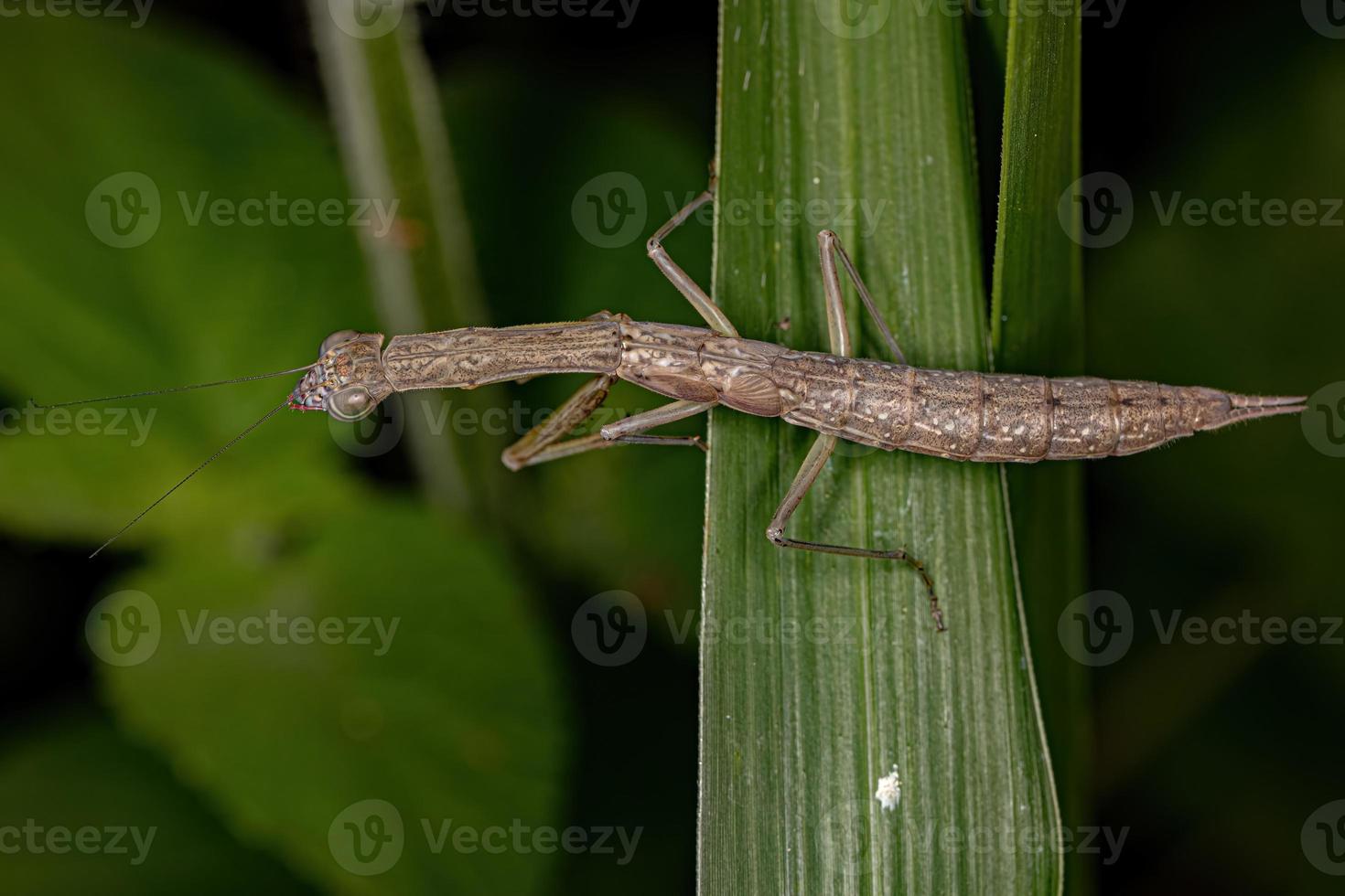 ninfa de la mantis fotinaida foto