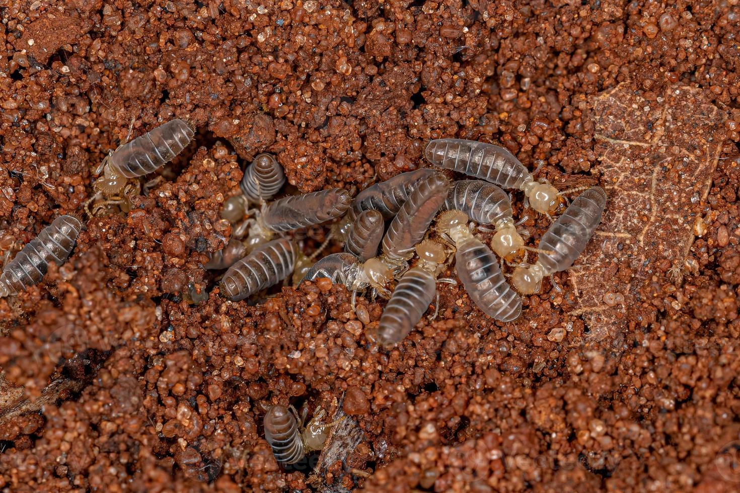 Small Higher Termites photo