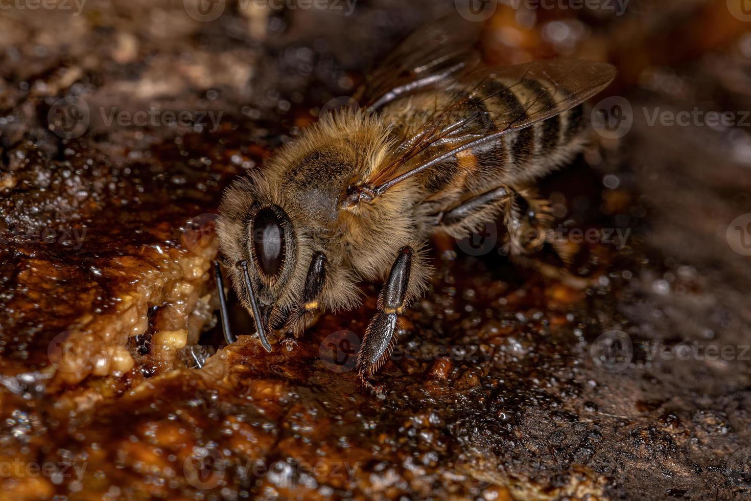 abeja de miel occidental hembra adulta foto