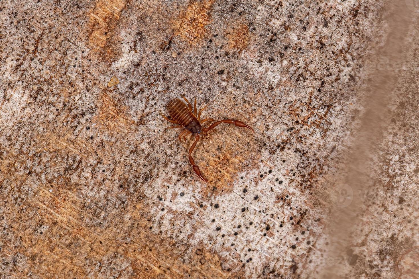 Small Pseudoscorpion Arachnid Chelicerate photo