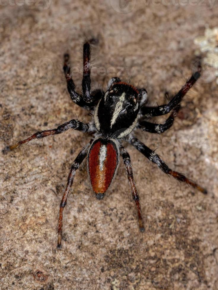 Adult Male Jumping Spider of the Genus Frigga photo