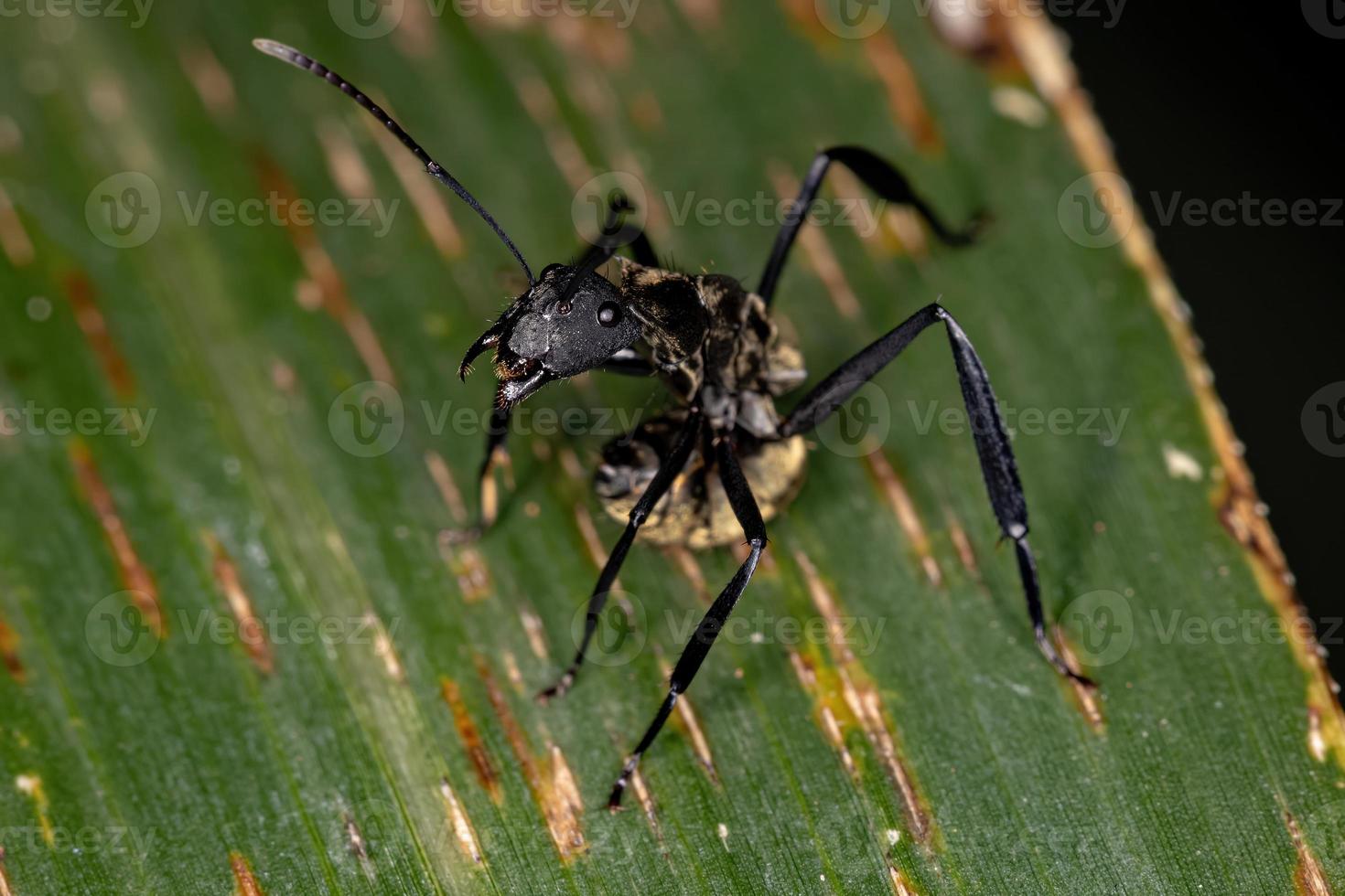 hembra adulta brillante hormiga de azúcar dorada foto