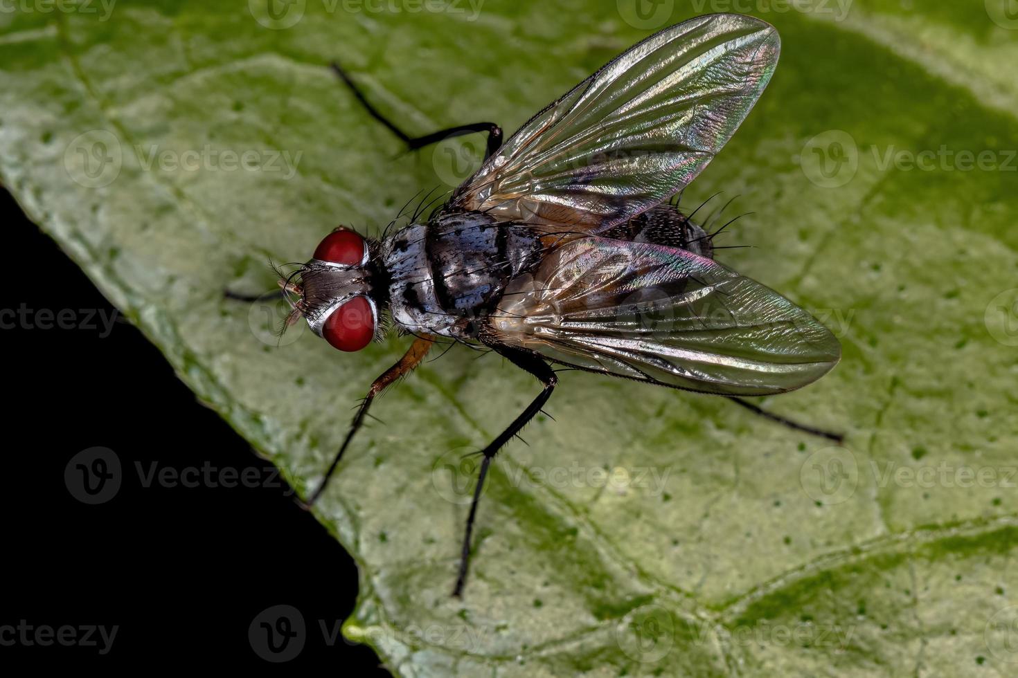 Adult Bristle Fly photo