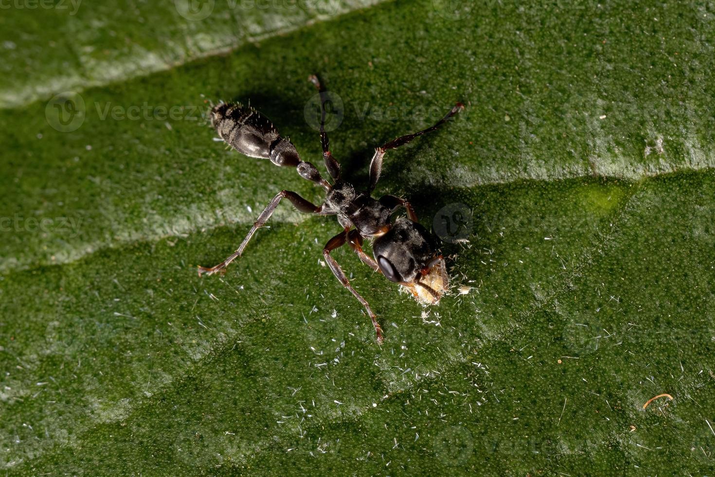 Adult Female Twig Ant photo