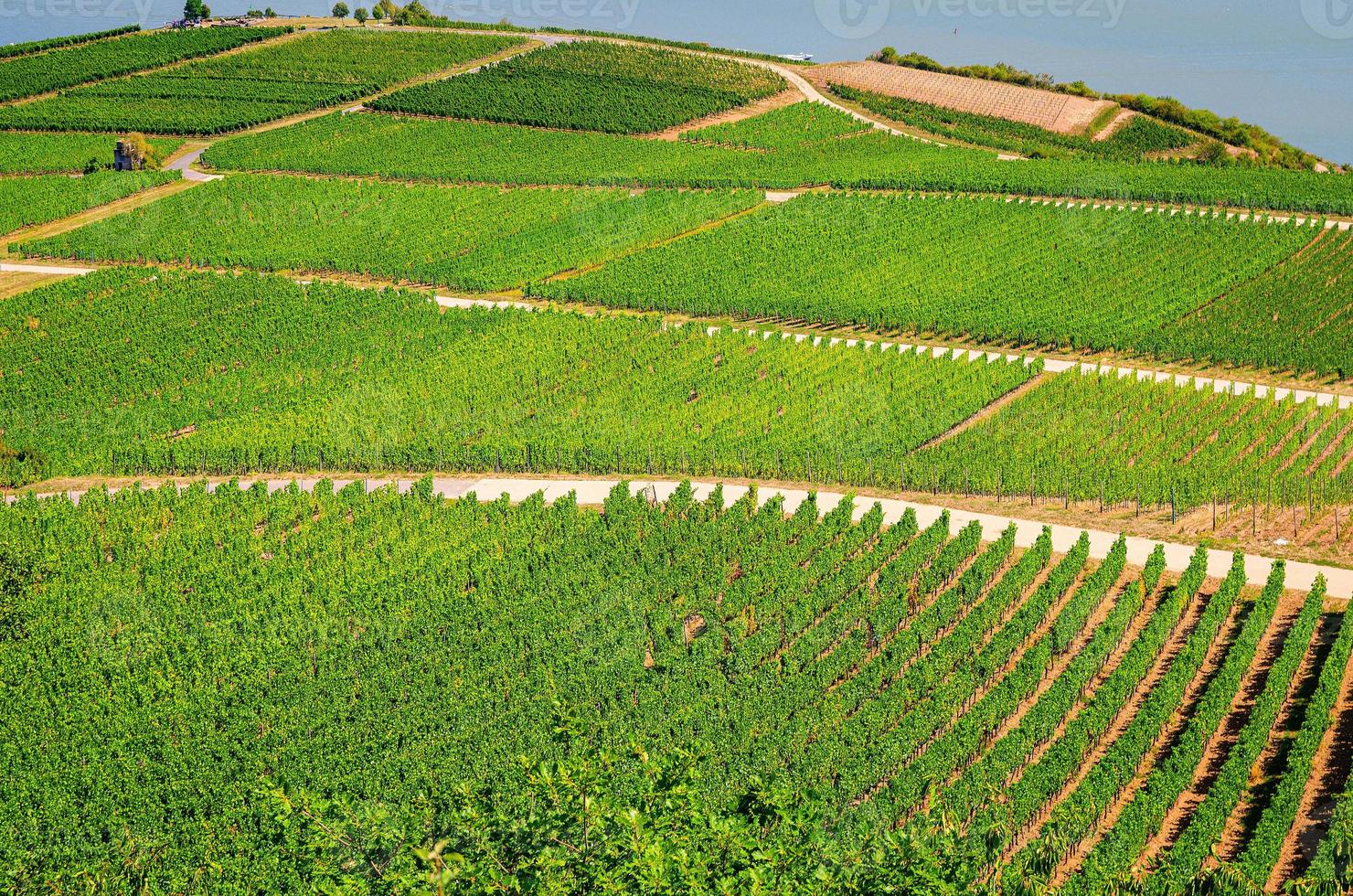 paisaje de campos verdes de viñedos con filas de vid en colinas en el desfiladero del Rin o en el valle del río Rin foto