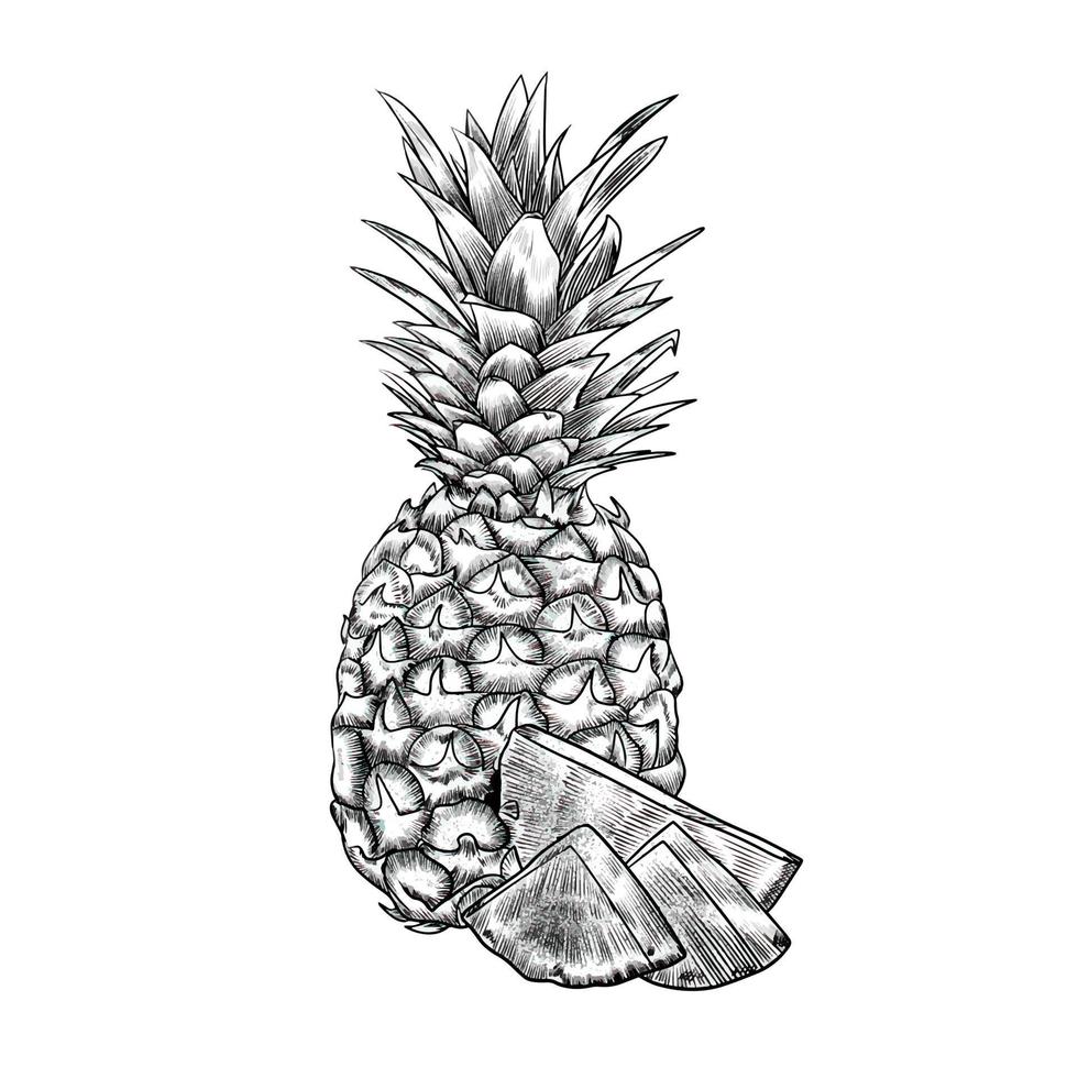 illustration of pineapple vector