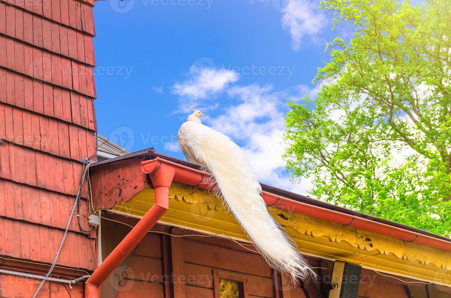 hermoso pájaro pavo real blanco con cola larga en el techo de un edificio de madera foto