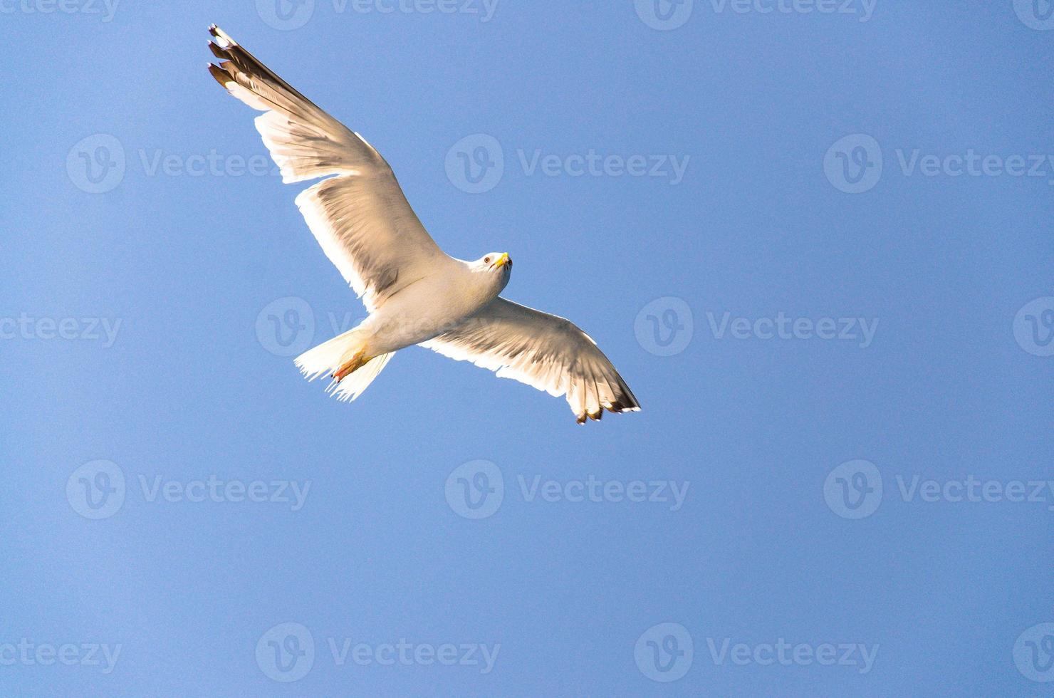 Seagulls in clear blue sky, Adriatic sea, Croatia photo