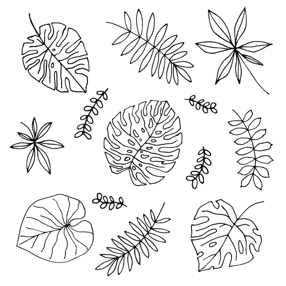 Set of hand-drawn tropical plants in doodle style. Leafs vector illustration isolated on white background