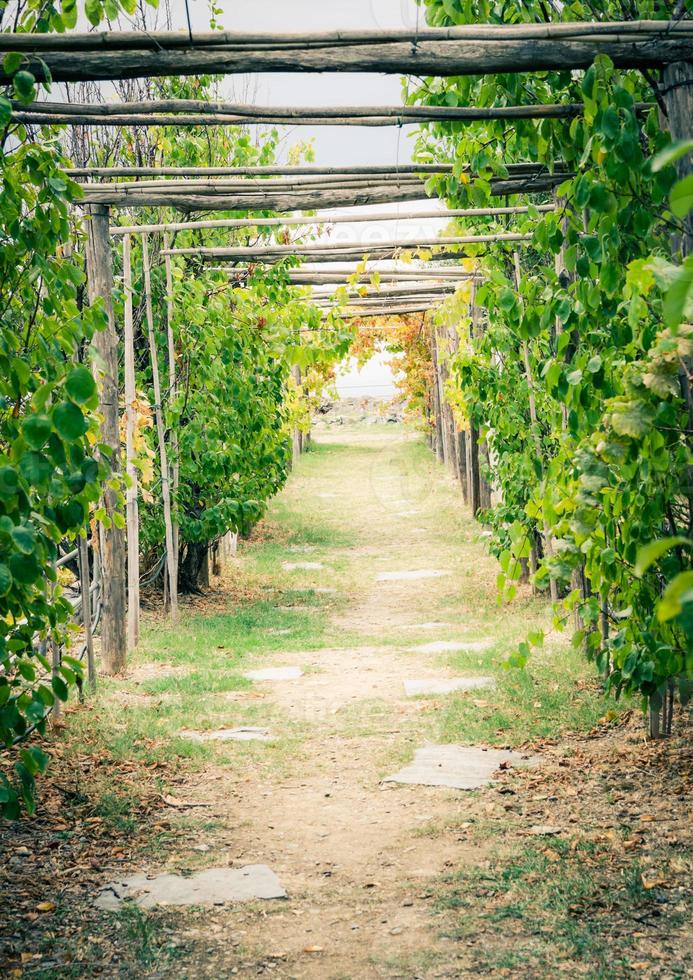 Corridor alley of green dangling grapevine plants on top of ancient Castello Doria castle tower photo