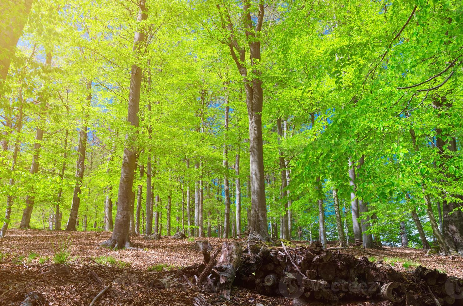 hayas con hojas verdes en las ramas en el bosque de follaje espeso y denso de slavkov foto