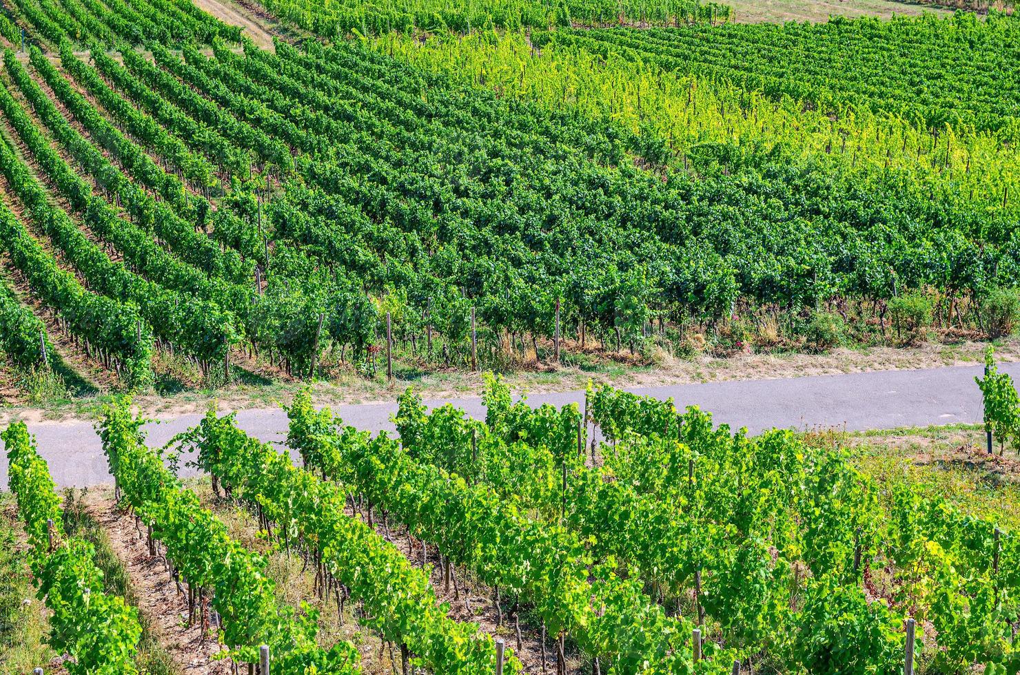 filas de vid en viñedos campos verdes paisaje con enrejado de uva en colinas en el valle del río Rin foto