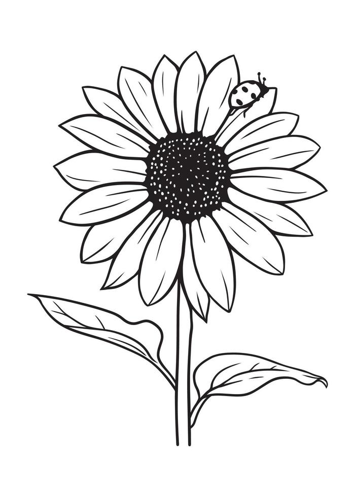 sunflower with ladybug in black and white vector illustration on white background