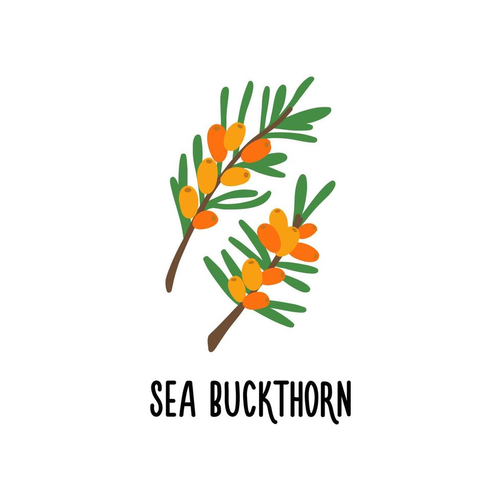 The sea buckthorn vector icon is isolated on a white background. Flat modern flat illustration.