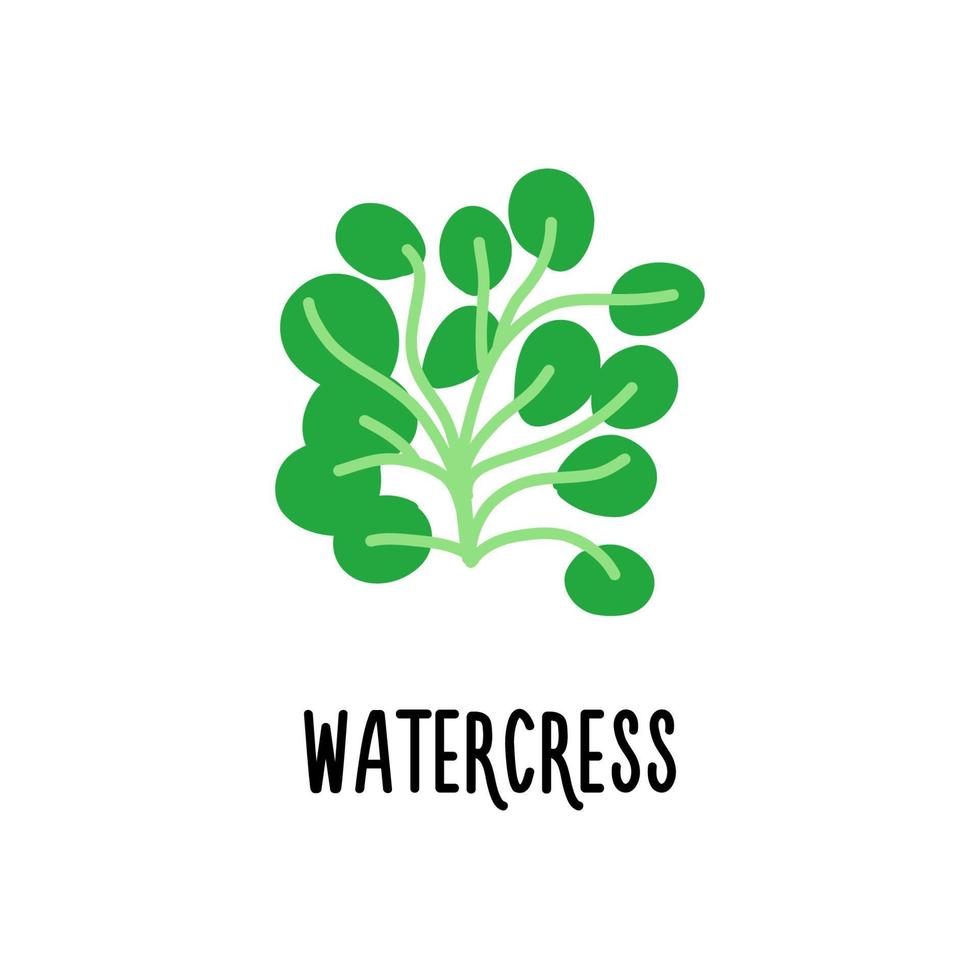 A clipart with watercress on a white background. Isolated vector illustration