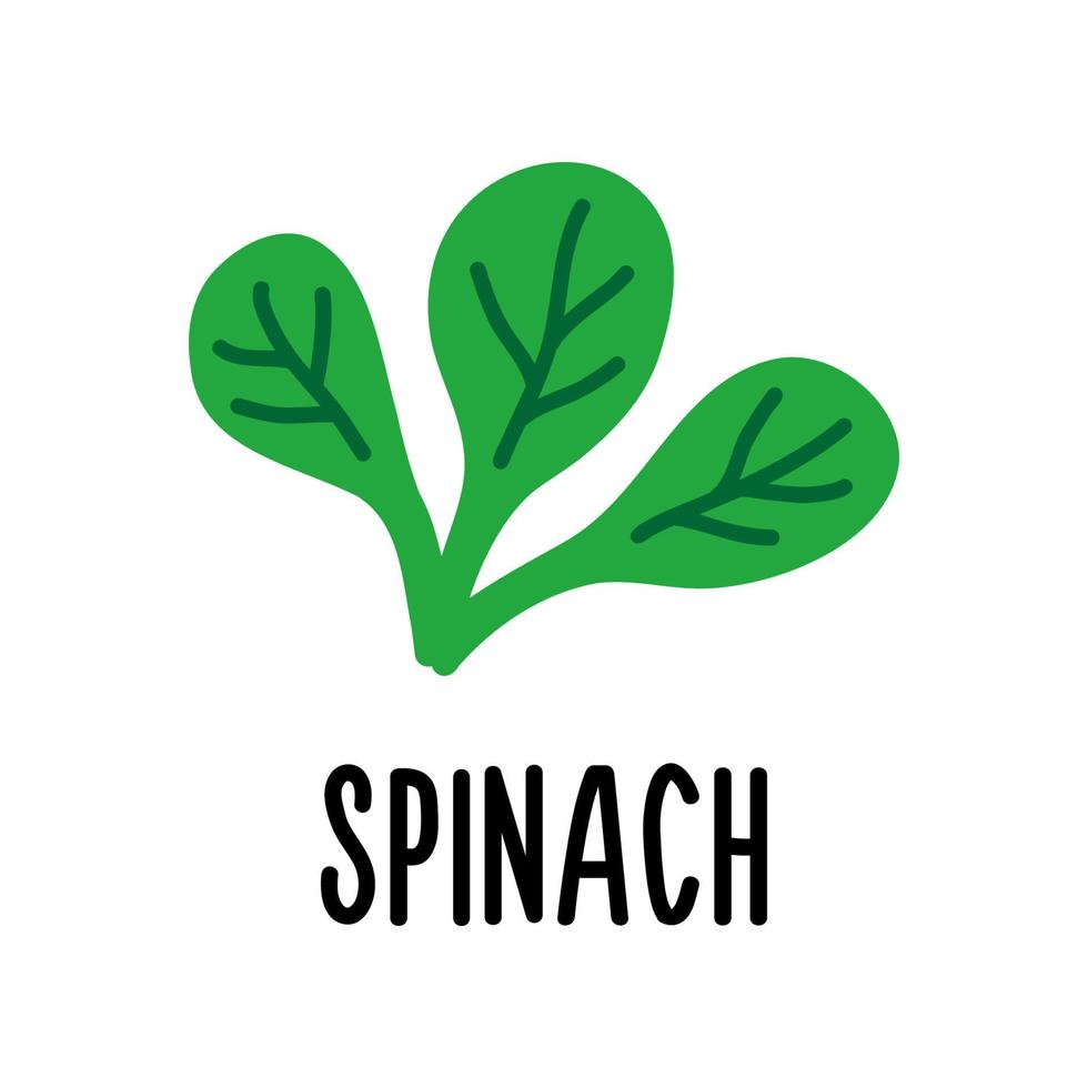 The spinach vector icon is isolated on a white background. Flat modern flat illustration.