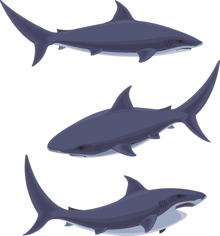 Shark.Underwater cute marine wildlife .illustration of stylized shark. vector