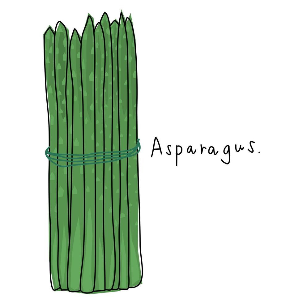 Asparagus on a white background. Hand drawn vegetable vector. Book illustration. Vegetable vector for decoration. Cartoon vegetables.