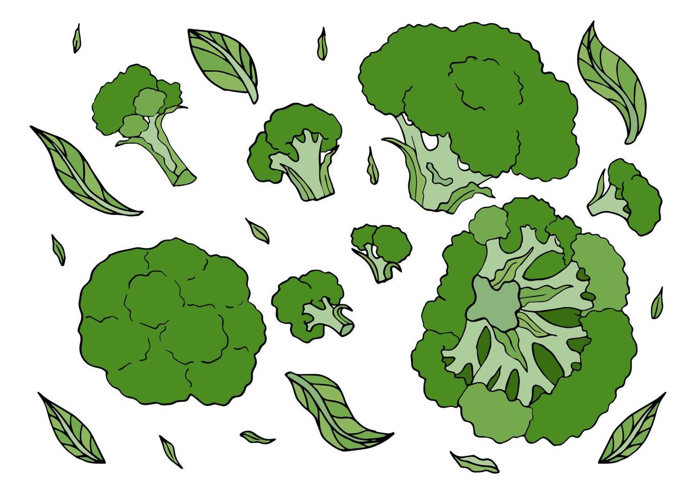 Broccoli edible cabbage vegetarian food vector