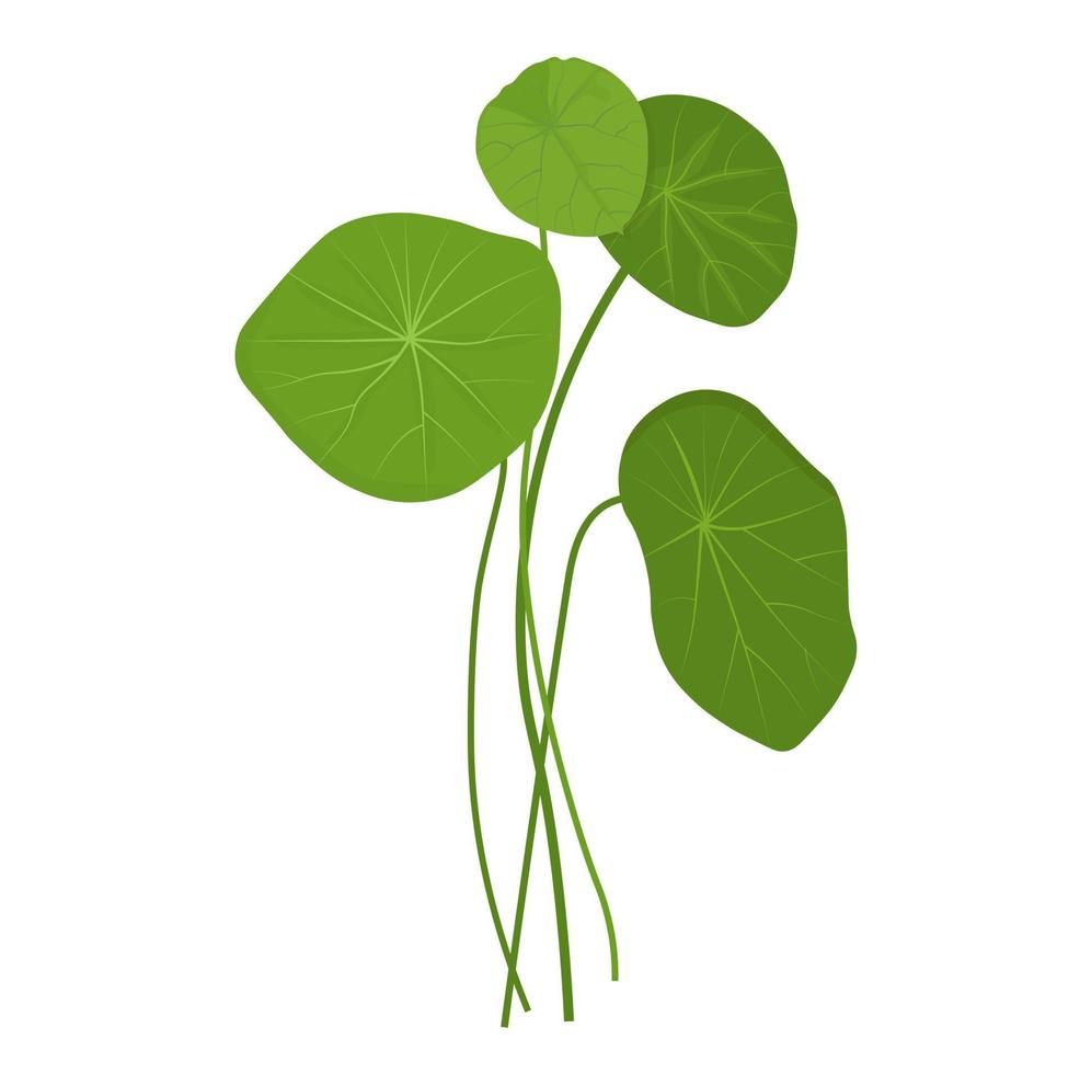 gotu kola vector stock ilustración. La centella asiática es una planta medicinal. las hierbas ayudan a curar la inflamación. Aislado en un fondo blanco