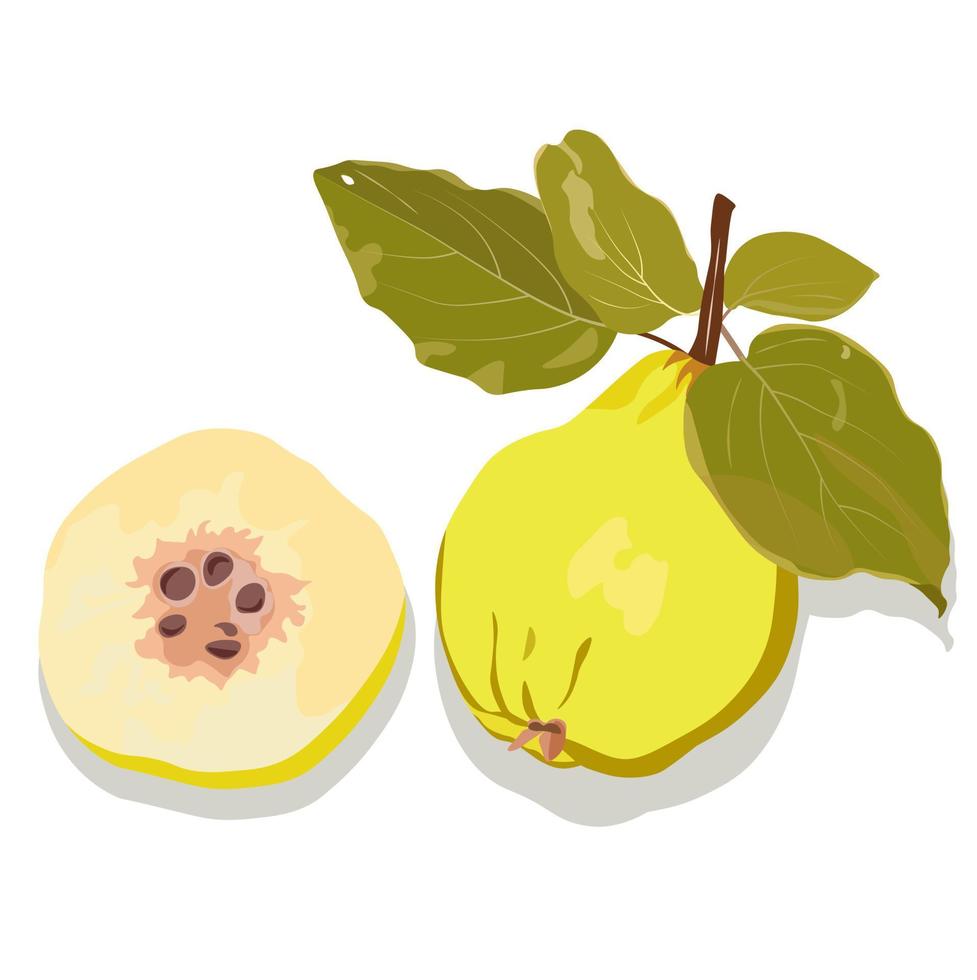 Quince vector stock illustration. Close-up of the fruit of a yellow sweet fruit. Japanese quince. Pear. Isolated on a white background.