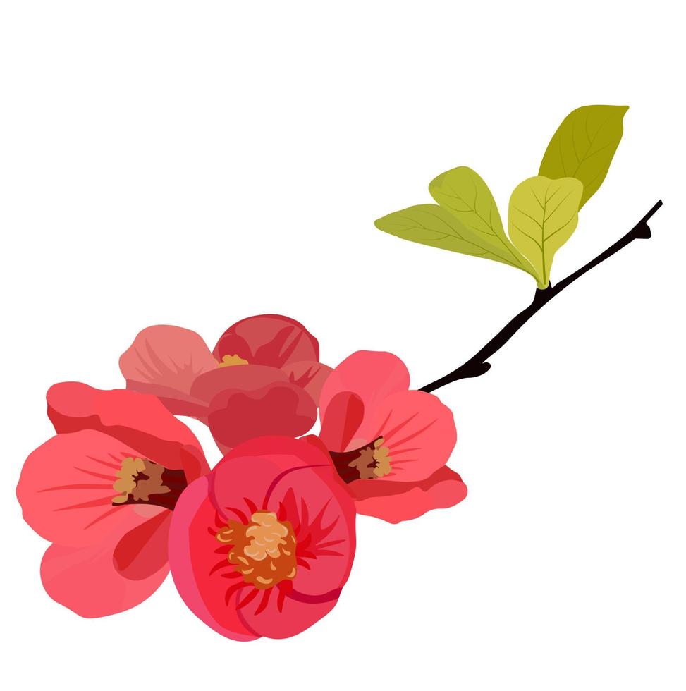 Peach, pear, apple flower vector stock illustration. Flower buds on a branch of a cherry tree. Close-up. Template for an invitation card. Spring. Fruit tree. Isolated on a white background.