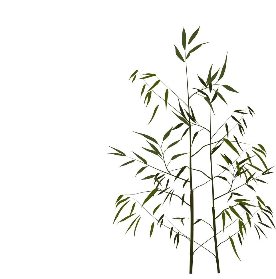 ilustración de stock de vector de bambú. tallos jóvenes y brotes con hojas verdes de un árbol tropical. para etiquetas de spa y cosméticos. madera de una planta china herbácea. Aislado en un fondo blanco.