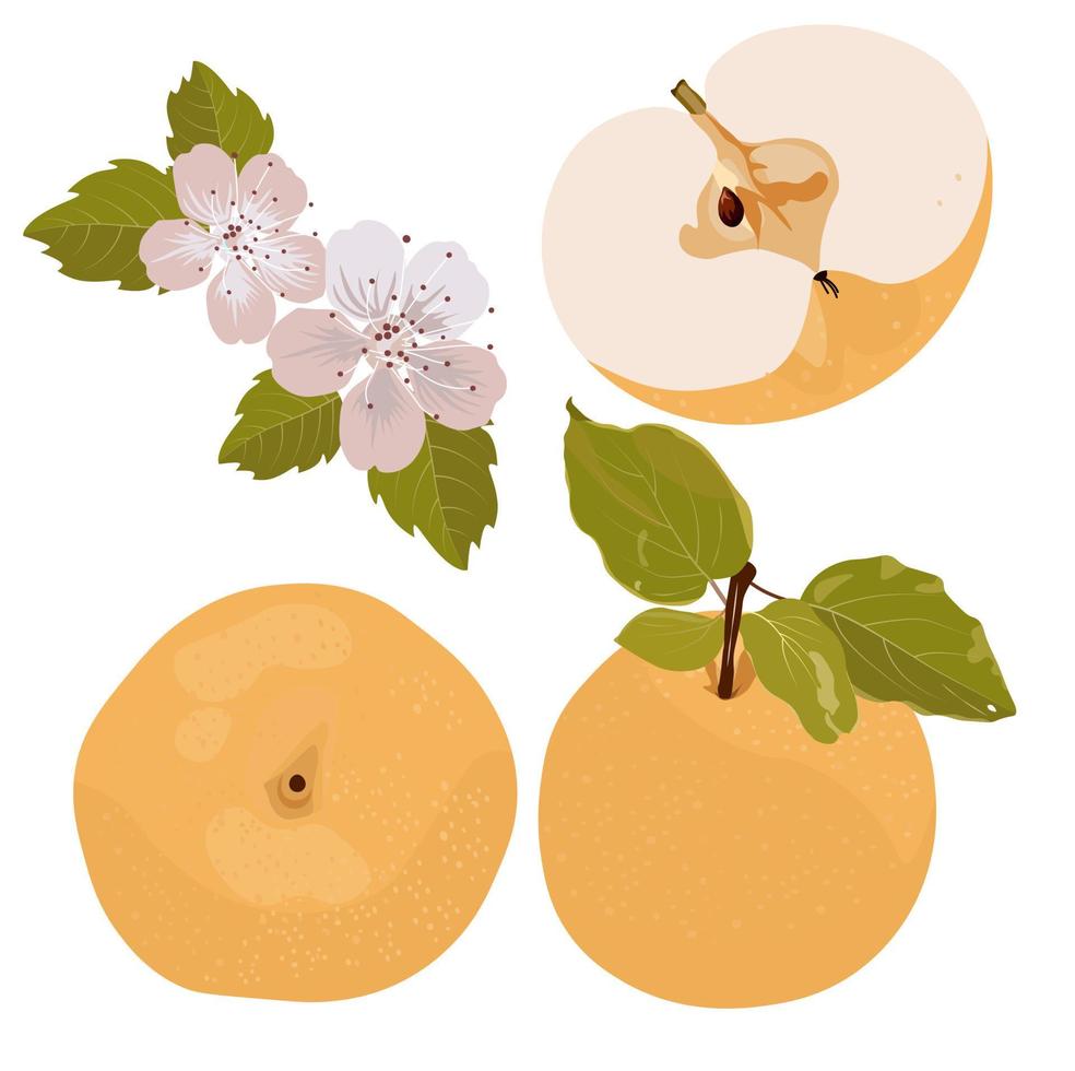 Vector stock illustration of a Snow pear or Korean pear on white background. Nashi pear fruits delicious and sweet. Close-up. Fresh sapodilla.