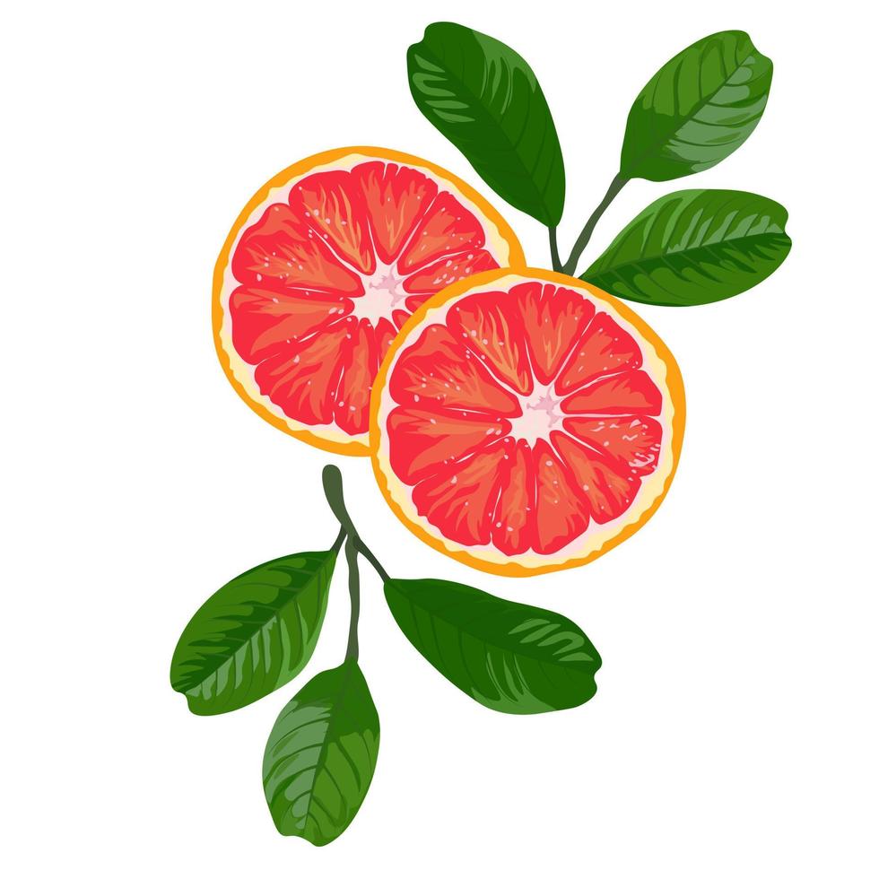 Red orange vector stock illustration. Large citrus blood fruit Moro, Sanguinelli, Tarocco. A poster for a cocktail label. Isolated on a white background.