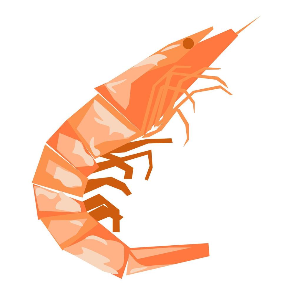Shrimp vector stock illustration. Sea shellfish, shrimp. Isolated on a white background.