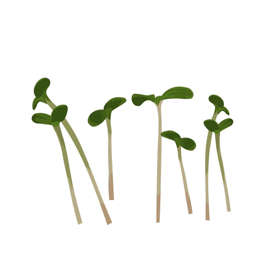 Ilustración de stock de vector de brote de rábano. rábano rojo germinado. micro-aldea.de plantas jóvenes. las semillas germinadas son hierba verde aislada en un fondo blanco.