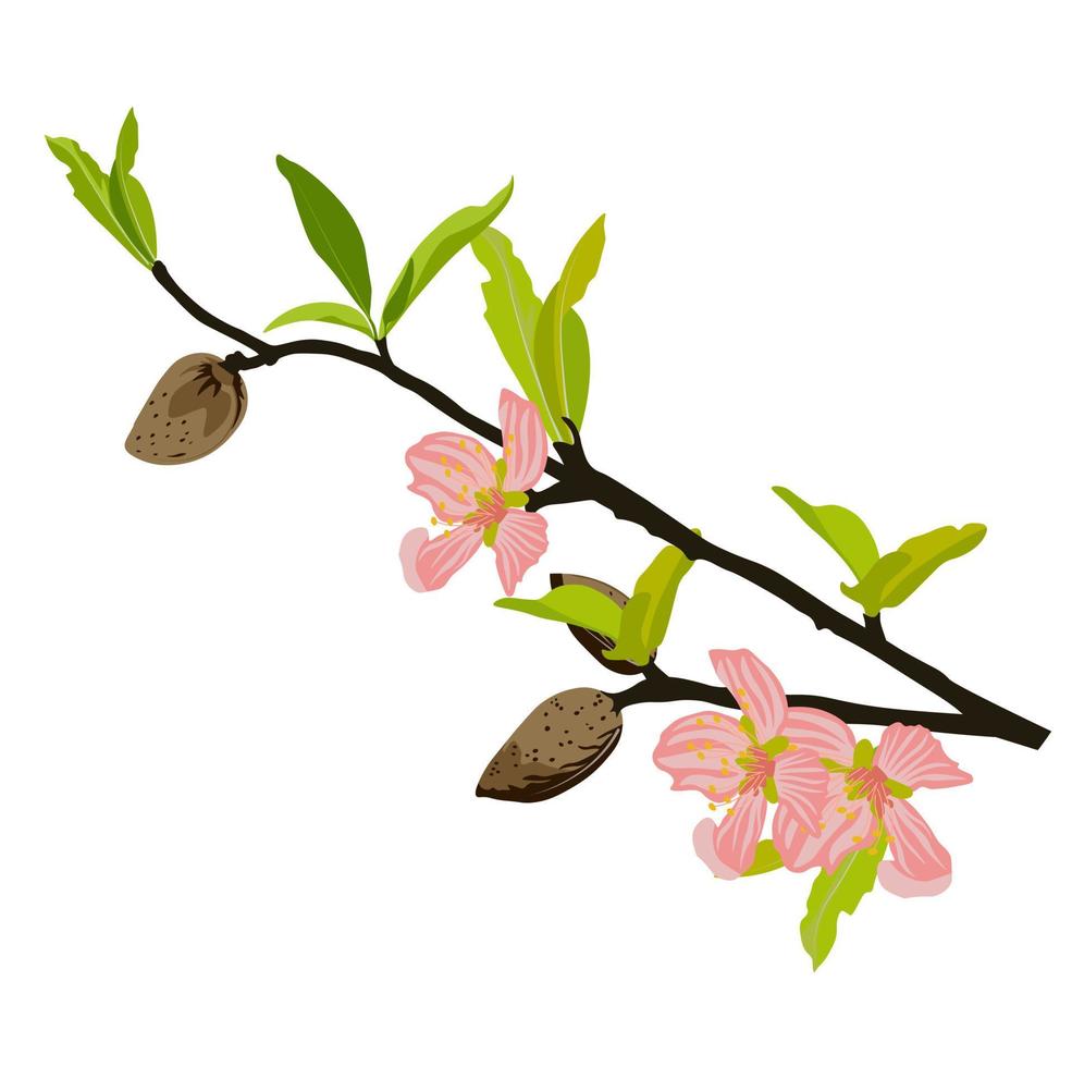 Almond branch with flowers vector stock illustration. spring fresh greenery on the tree and pink buds of blooming flowers. Label for almond milk. Wedding invitation template. Isolated on a white backg