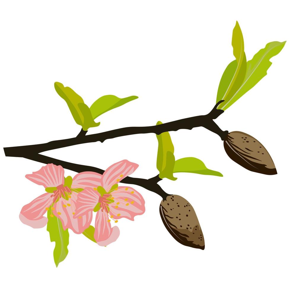 rama de almendro con flores ilustración vectorial de stock. vegetación fresca de primavera en el árbol y capullos rosados de flores florecientes. etiqueta para la leche de almendras. plantilla de invitación de boda. aislado en un respaldo blanco vector