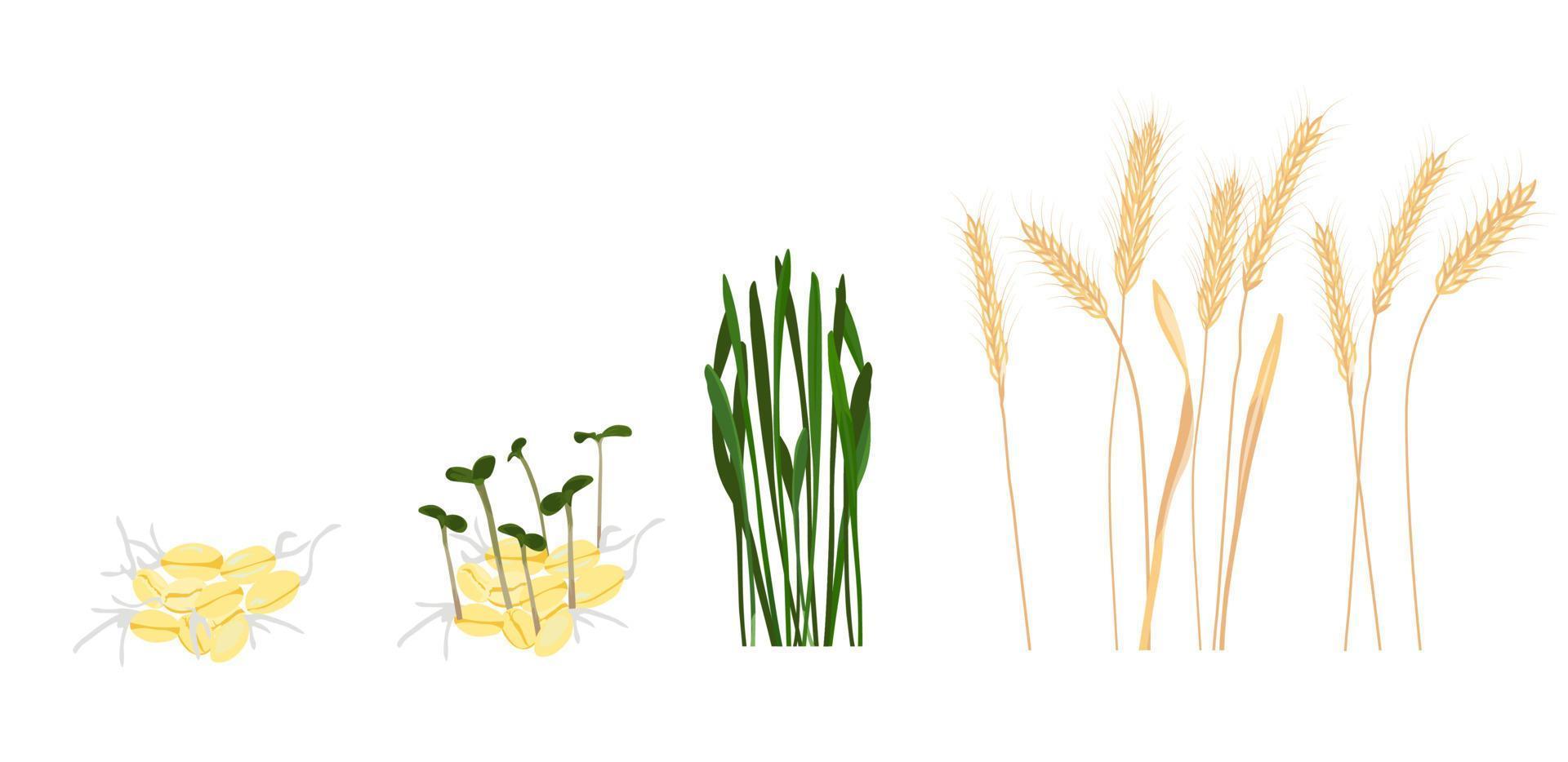 Ilustración de stock de vector de etapa de crecimiento de trigo. ciclo de crecimiento de una planta de trigo. Aislado en un fondo blanco.