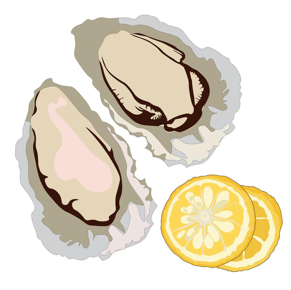 Ilustración de stock vectorial de ostras. conchas de almejas y limones. buena comida de mar para el menú. Aislado en un fondo blanco. vector