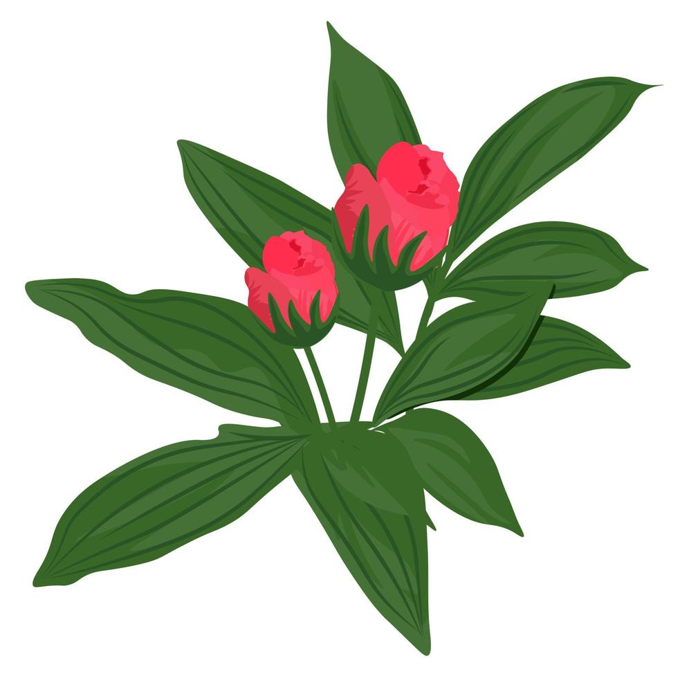 ilustración de stock de vector de peonía. primer plano de capullos de rosa. flores rosadas y hojas verdes. Aislado en un fondo blanco.