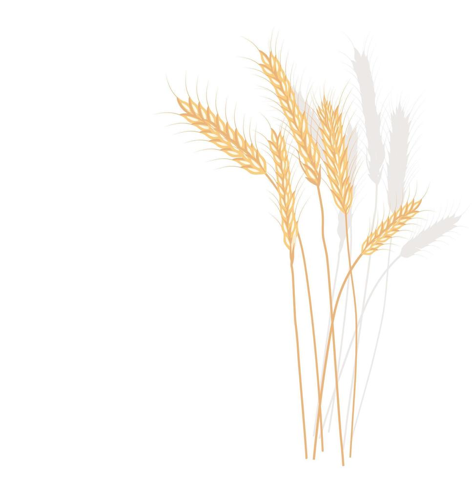 Wheat vector stock illustration. Rye. Ears of oats. Golden ripe barley grains. A field plant. Illustration for flour and Isolated on a white background.