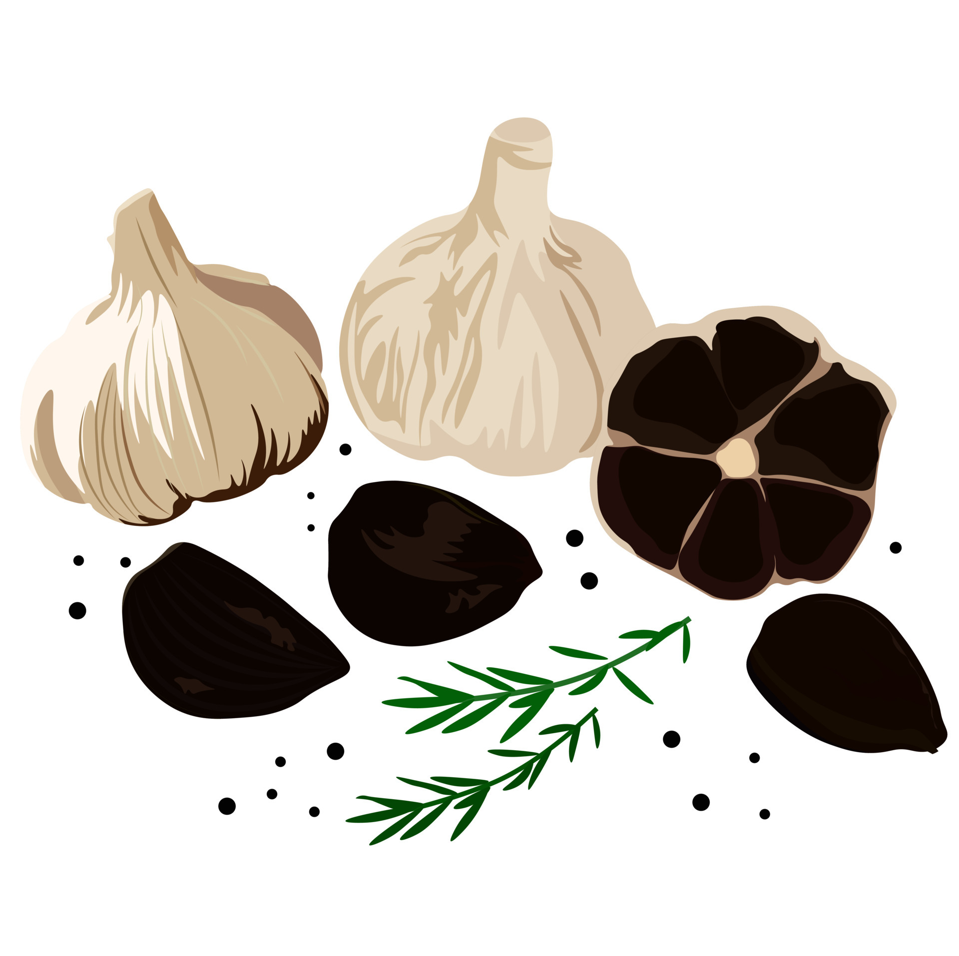 Black garlic vector stock illustration. Traditional Japanese cuisine