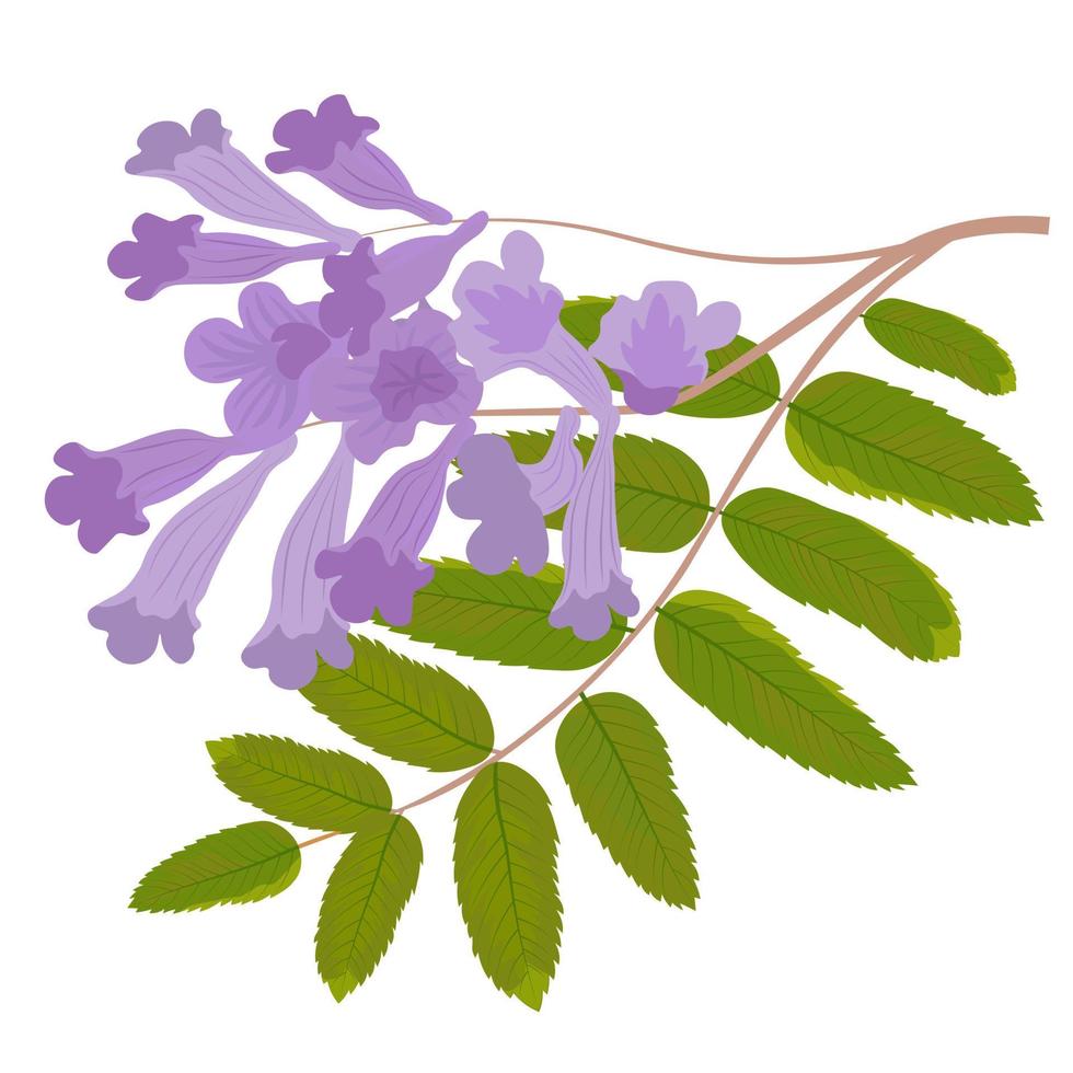 Purple Jacaranda tree vector stock illustration. Lilac branch of bluebells with green leaves. Isolated on a white background.