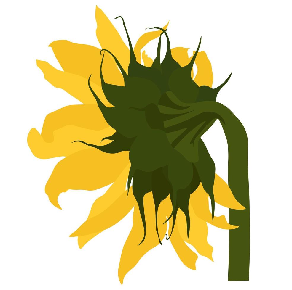 Sunflower vector stock illustration. Yellow sunflower flower. Summer solar botany. Label for sunflower oil. Isolated on a white background.