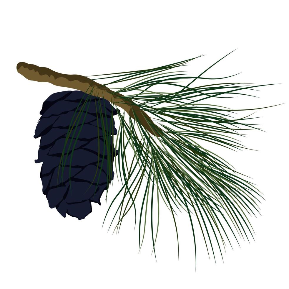 Cedar branch with a cone vector stock illustration. Coniferous evergreen plant Canadian and Lebanese cedar. Shoots with green needles of a resinous plant. Isolated on a white background.