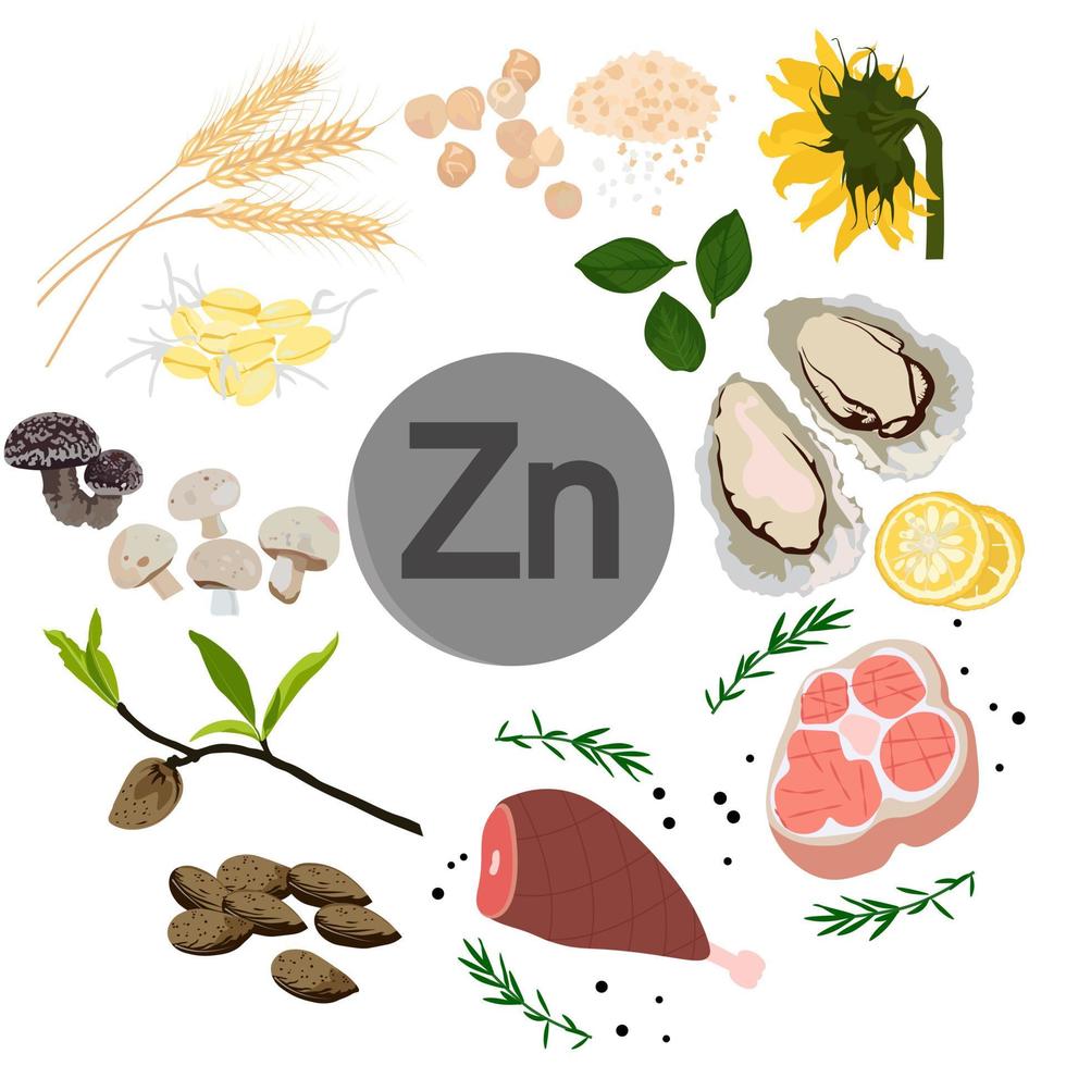 Zinc vector stock illustration. Food products with a high content of the mineral. Oysters, chickpeas, sunflower seeds, wheat, spinach, beef, pork. Information poster. Food, diet. isolated on a white b