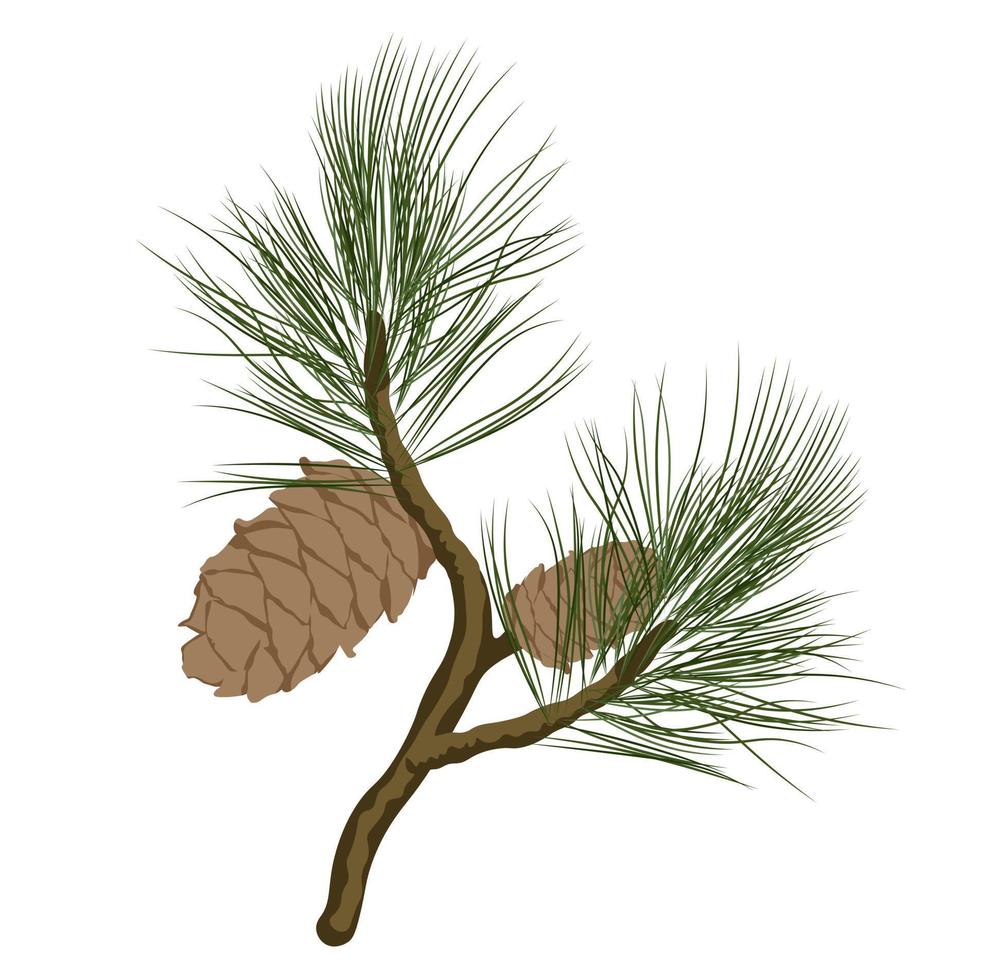 Cedar branch with a cone vector stock illustration. Coniferous evergreen plant Canadian and Lebanese cedar. Shoots with green needles of a resinous plant. Isolated on a white background.