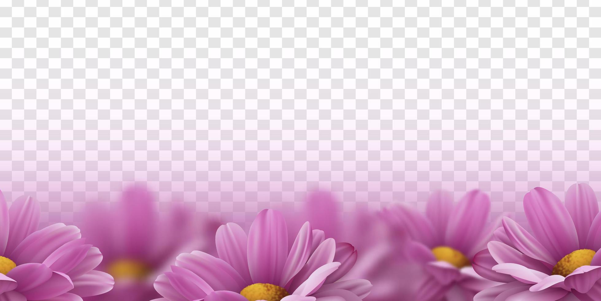 Realistic pink 3d chrysanthemum flowers. Vector illustration