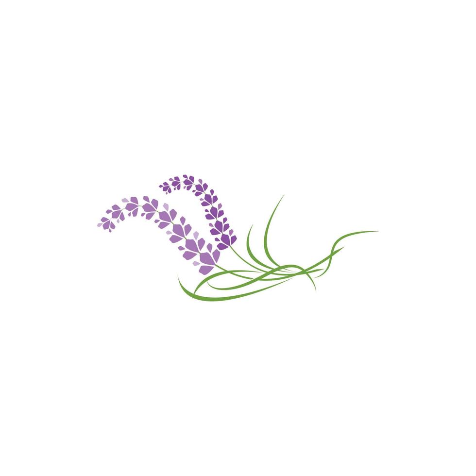 Fresh Lavender flower logo vector flat design