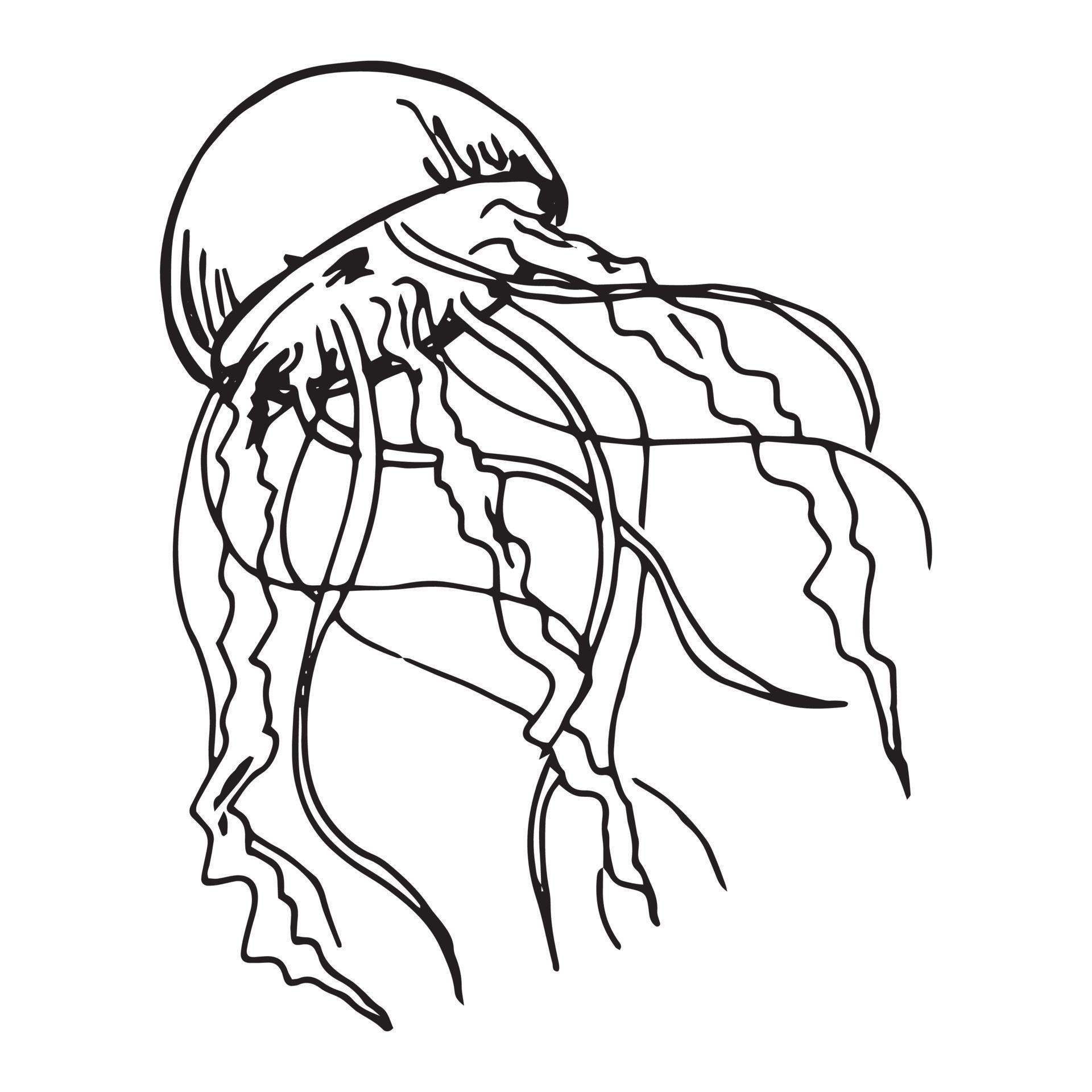 Vector hand drawn jellyfish illustration. Cute medusa sketch isolated ...