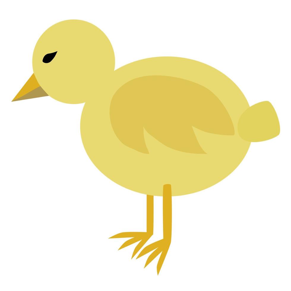 Little baby chick in transparent background. vector