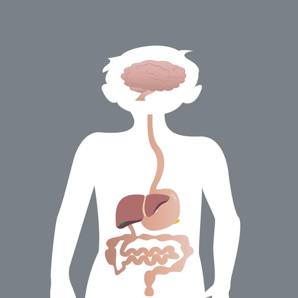 órganos básicos del sistema digestivo infantil vector