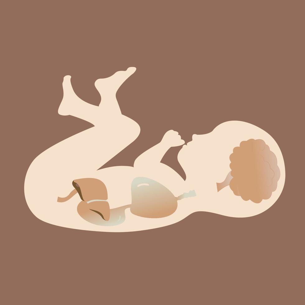 infant basic digestive organ diagram vector