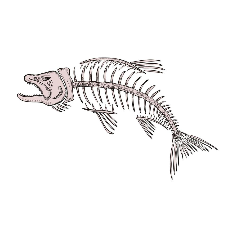 King Salmon Skeleton Drawing vector